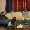 Dogs world - @jonathanbarry67 - TikTok