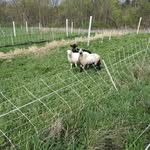 Jonathan Bates - @longspoonfarm - Instagram