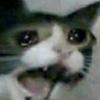 jonathanbehling48 - @_cat_blue_ - TikTok