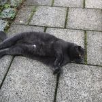 Jonathan Blank - @the_british_lazy_cats - Instagram
