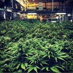 jonathan boland - @legalize.weed.bro - Instagram