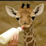 Jonathan Britton - @funny_animal_funny - Instagram
