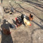 Jonathan Britton - @therealroosterridgefarms - Instagram
