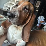 Jonathan Brown - @bassethoundwalter - Instagram