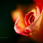 Jonathan Caesar - @caesars_photography - Instagram