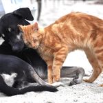 Jonathan Cagle - @ilove__puppy__planet - Instagram