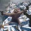 monkey - @jonathanchavis66 - TikTok
