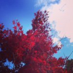 Jonathan Choe - @jojochoe - Instagram