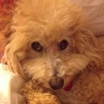 Jonathan Cobb - @the_wolfmans_brother - Instagram