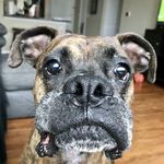 Jonathan Cothran - @watchfuljeeves - Instagram