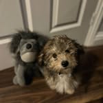 Jonathan Crisp - @popsandbo - Instagram