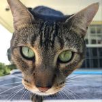 Jonathan Crowe - @the__blueshark - Instagram