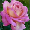 Jonathan Danielson - @31030066355 - TikTok