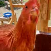 YeetusMineetus - @jonathandrye197700 - TikTok