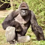 Jonathan Geyer - @harambe_lives_matter1 - Instagram