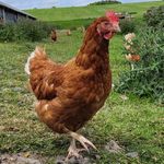 Jonathan and Susan Goodfellow - @goodfellows_eggs - Instagram