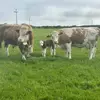 alisonjonathangrose - @alisonjonathangrose - TikTok