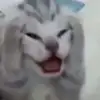 Johnathan Guel - @meme_hub11123 - TikTok