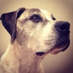 Mickey Jonathan Hammer - @mydogmick - Instagram