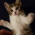 Jonathan Harman - @theharborageorg - Instagram
