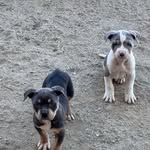 Jonathan & Ellie held - @blue_collar_bullyz - Instagram