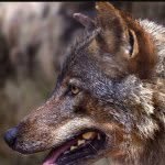 Jonathan Hibbs - @yellowstone_wolves - Instagram