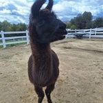 Jonathan Hummel - @jhumm614 - Instagram