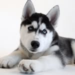 Jonathan Huskies - @jonathanhuskies - Instagram