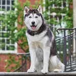 Jonathan Husky - @jonathanhuskypersonal - Instagram