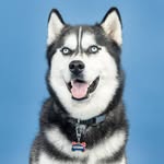 Jonathan the Husky - @jonathanthehusky - Instagram