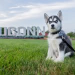 UConn’s fluffiest royalty - @jonathanhuskymoments - Instagram