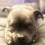 Jonathan Isley - @whitejeabus - Instagram