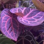 Jonathan Kastner - @gulfcoastplants - Instagram