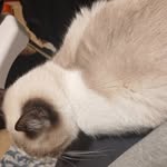 nala - @jonathan_lammens17 - Instagram