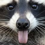 Jonathan Lemieux - @jonathan.lemieux.3557 - Instagram
