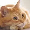 Jonathan Lin - @lightningcat3572 - TikTok