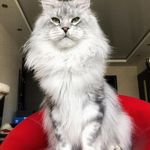 Cruz Madisson - @jonathan_main_coon - Instagram