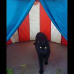 jonathan  mankin - @tambibue - Instagram