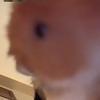Jonathan Maple - @tyronethehamster - TikTok