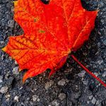 Jonathan Maple - @athan_maple - Instagram