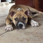 Jonathan Mariscal - @bellathepitbull___ - Instagram