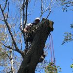 Jonathan Marriott - @jms_treeremoval - Instagram