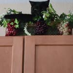 Jonathan McClanahan - @life_of_ninja_the_cat - Instagram