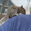 JonathanMerryman - @colemanthesquirrel - TikTok