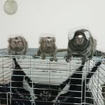 marmoset monkeys for adoption - @jonathan_monkeys - Instagram