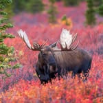 Jonathan moose - @moosiepoosie_ - Instagram