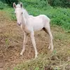 El panda - @jonathan.pabon16 - TikTok