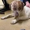Jonathan Pabon - @jonathan.saving.buster - TikTok