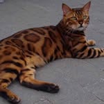 jonathan parent - @dark_knight_gaming123 - Instagram