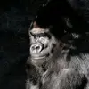 Monkey - @jonathanpenaloza58 - TikTok